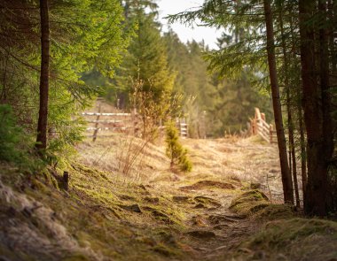 Dağ yolu ormandaki ağaçlar kökleri,