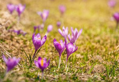 Mor çiçek açan çiğdemler dağlarda