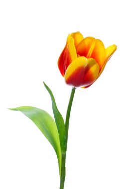 Beyaz arkaplanda lale