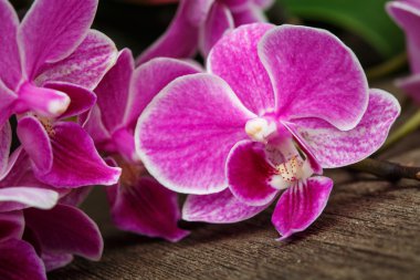 ahşap arka plan üzerinde pembe orkide Şubesi