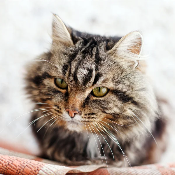 Schwere braune Katze — Stockfoto