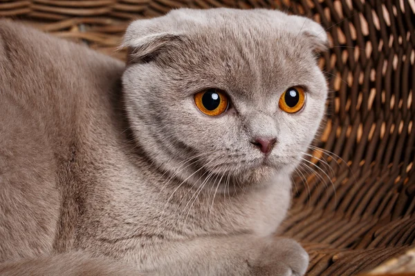 Retrato de gato gris con ojos amarillos Scottish Fold — Foto de Stock