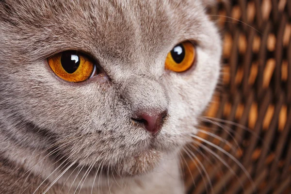 Портрет сірий кіт з жовтим очі Шотландська висловуха — стокове фото