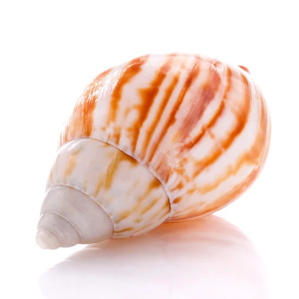 Sea shell isolated on white background — Stock Photo, Image