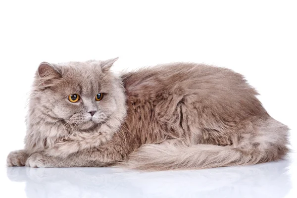 Grijze kat met gele ogen op een witte achtergrond — Stockfoto