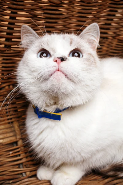 Witte kat sitaing in de mand — Stockfoto