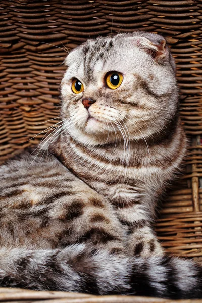 与黄色的双色条纹猫的眼睛苏格兰折叠坐在木制的篮子里 — 图库照片