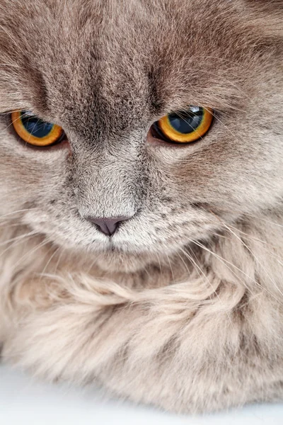 Портрет сірого кота з жовтими очима — стокове фото