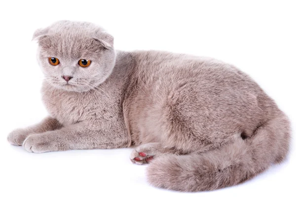 Pliegue escocés gato gris sobre fondo blanco — Foto de Stock