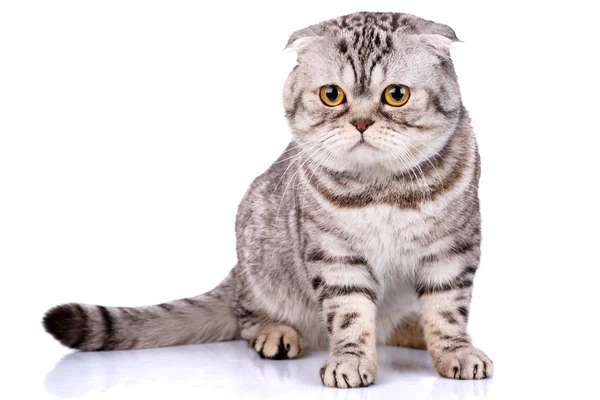 苏格兰折耳猫猫双色条纹白色背景上 — 图库照片