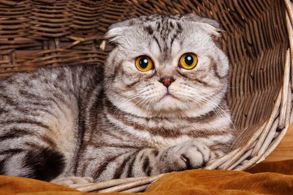 Bicolor rayas gato con ojos amarillos escocés Doblado Se sienta en una cesta de madera — Foto de Stock