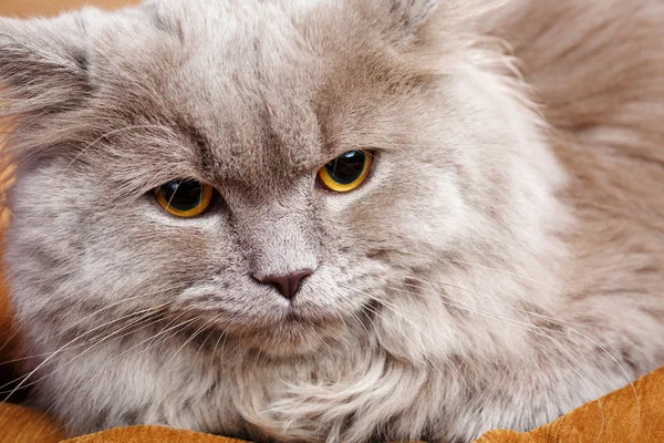 Retrato de gato cinza com olhos amarelos — Fotografia de Stock
