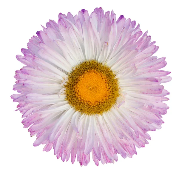 블루 gerbera 꽃 흰색 배경에 고립 — 스톡 사진