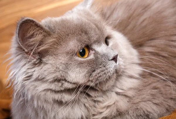 Портрет сірого кота з жовтими очима — стокове фото