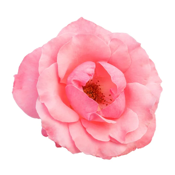 Mooie roze bloem geïsoleerd op witte achtergrond — Stockfoto