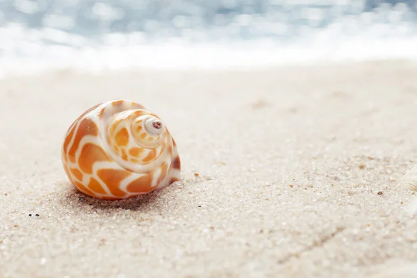 Concha do mar na praia arenosa — Fotografia de Stock