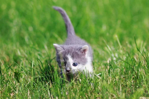 Braune und weiße Katze spielt auf dem Rasen — Stockfoto