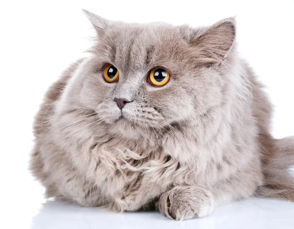 Gato gris con ojos amarillos sobre fondo blanco — Foto de Stock