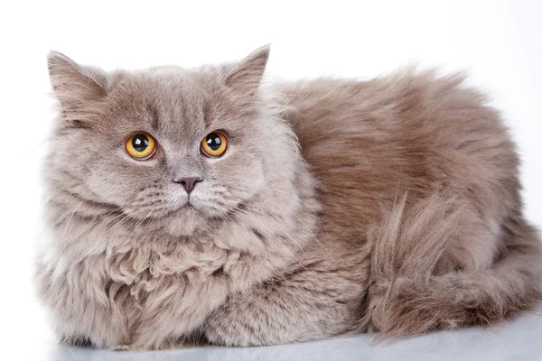 Gato cinza com olhos amarelos em um fundo branco — Fotografia de Stock