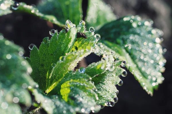 Gouttes de rosée sur les feuilles de fraise — Photo