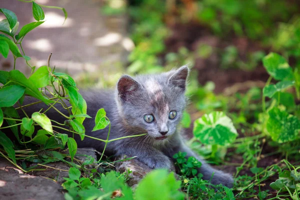 Schattige kleine kat spelen op het gras — Stockfoto