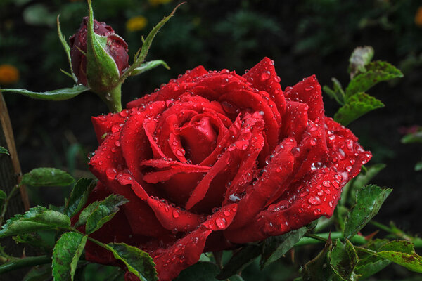 Garden red rose covered dew drops