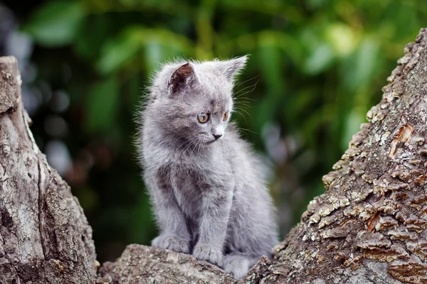 Серый милый котенок, сидящий на пне — стоковое фото