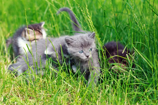 Cute kittens playing in the grass — Stock Photo, Image