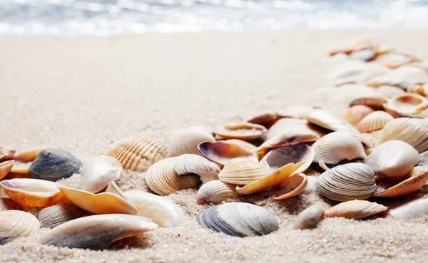 모래 위에 있는 조개. — 스톡 사진