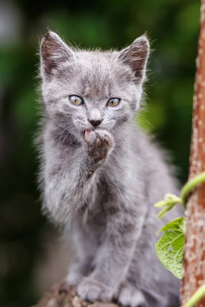 Szary słodkie kitten siedzi na pniu — Zdjęcie stockowe