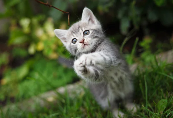 Gray little kitten playing on the garden — Stock Photo, Image