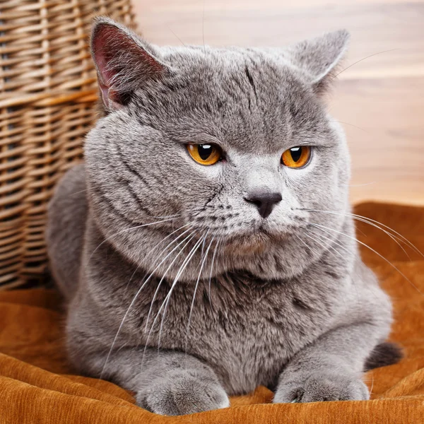 Retrato de gato británico Shorthair — Foto de Stock