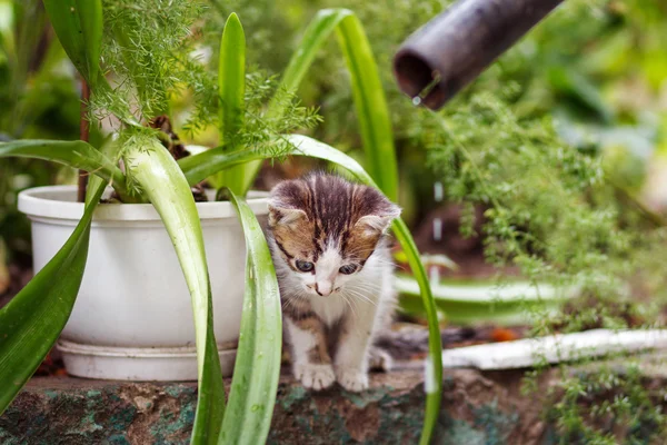 Mignon petit chaton gris avec belle couleur rayée, poitrine blanche et pattes sur fond vert bokeh d'été — Photo