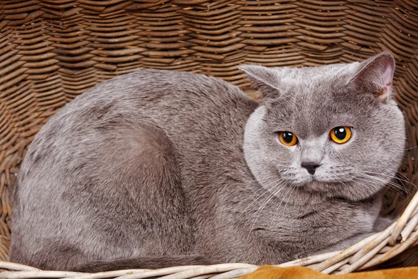 英国短毛猫在一个木制的篮子 — 图库照片