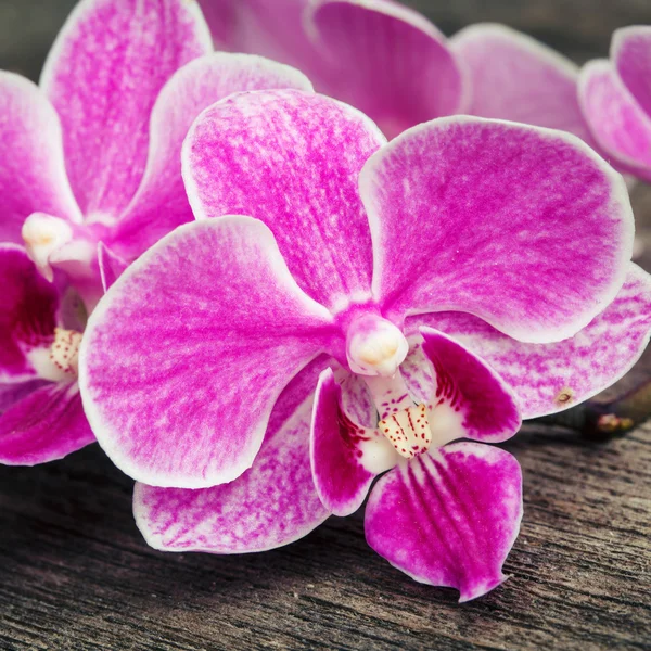 Ramo di orchidee rosa su fondo di legno — Foto Stock