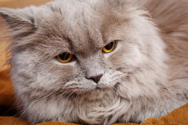 Retrato de gato gris con ojos amarillos — Foto de Stock