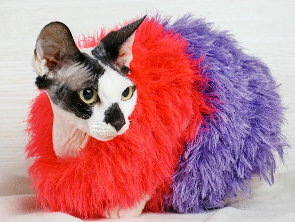 Image result for cats wearing clothes