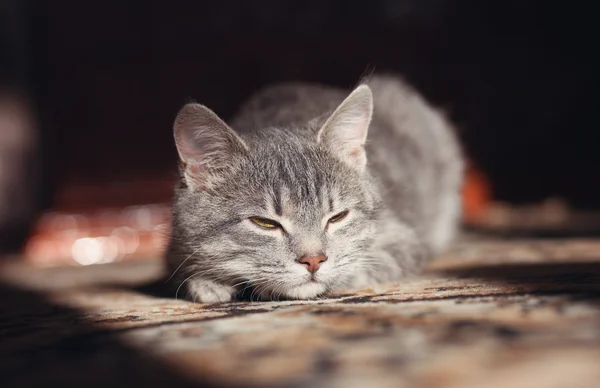 Grijze kat voorbereiden om aan te vallen — Stockfoto