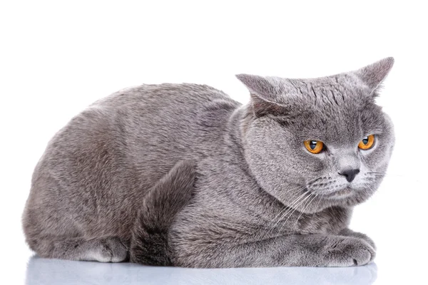 Britse stenografisch kattenkop op een witte achtergrond — Stockfoto