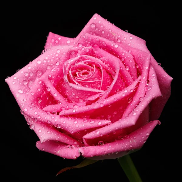 在黑色背景上的粉红色玫瑰头盐酸 — 图库照片