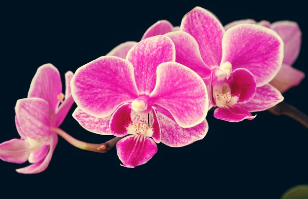 粉红色的兰花孤立在黑色背景上的分支 — 图库照片