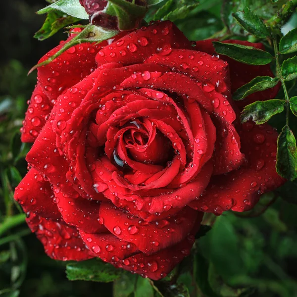 庭の赤いバラを露滴 — ストック写真