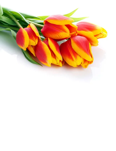 Bouquet de tulipes sur fond blanc — Photo