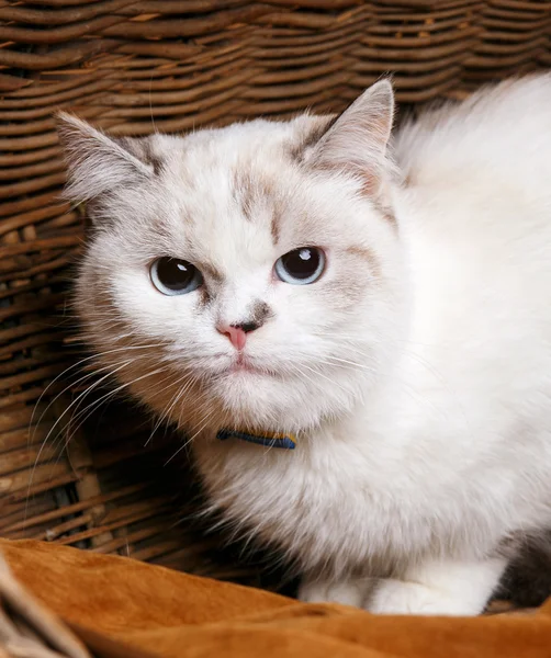 Gato branco sitaing na cesta — Fotografia de Stock