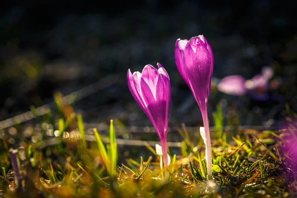 两个开花紫番红花在山 — 图库照片