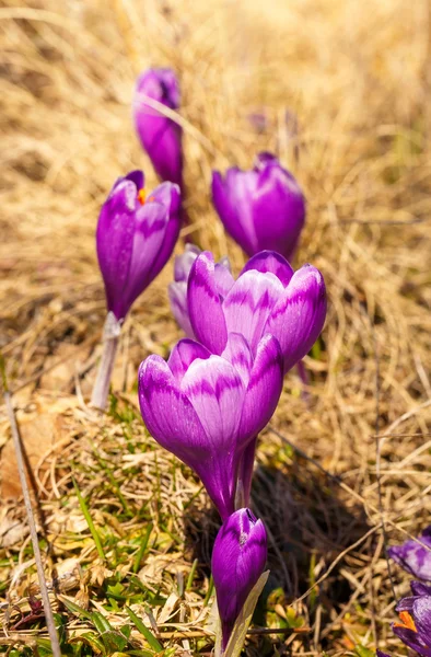 Violet bloeiende Krokussen in Bergen — Stockfoto