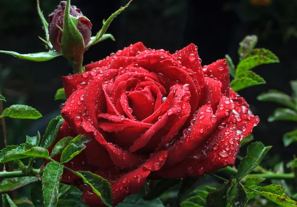 庭の赤いバラを露滴 — ストック写真
