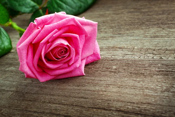 Różowa Róża głowy na podłoże drewniane — Zdjęcie stockowe