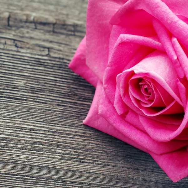 Pink rose head on the wooden background — Stock Photo, Image