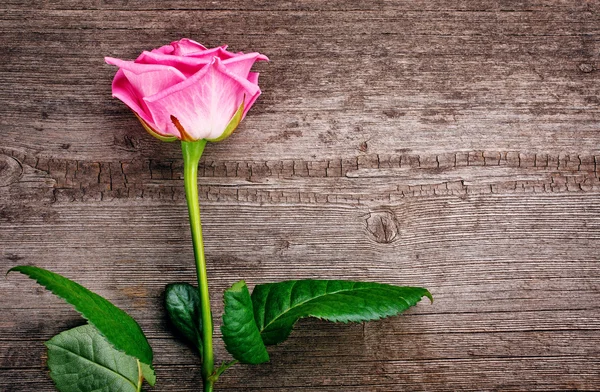 Rosa rosa cabeza sobre el fondo de madera —  Fotos de Stock